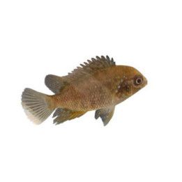 Mesoheros ornatus 3-5 cm
