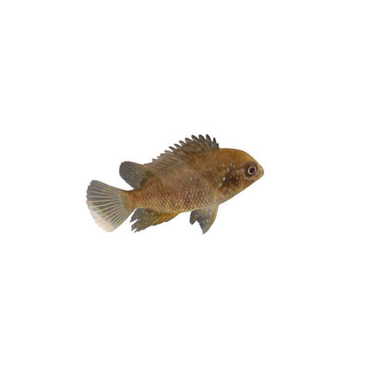 Mesoheros ornatus 3-5 cm