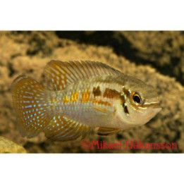 Apistogramma sp, "araguaia" luonnonvarainen 4-6 cm -