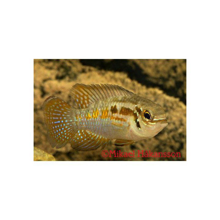 Apistogramma sp, "araguaia" luonnonvarainen 4-6 cm -