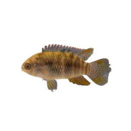 Lippuakara 4-6 cm Laetcara curviceps