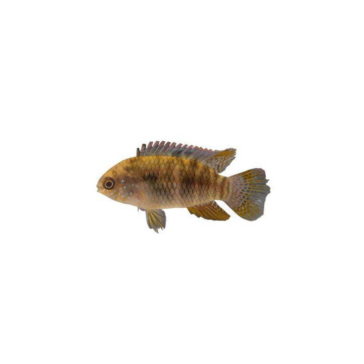 Lippuakara 4-6 cm Laetcara curviceps