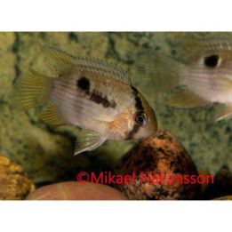 Avainkirjoahven 3-4 cm -