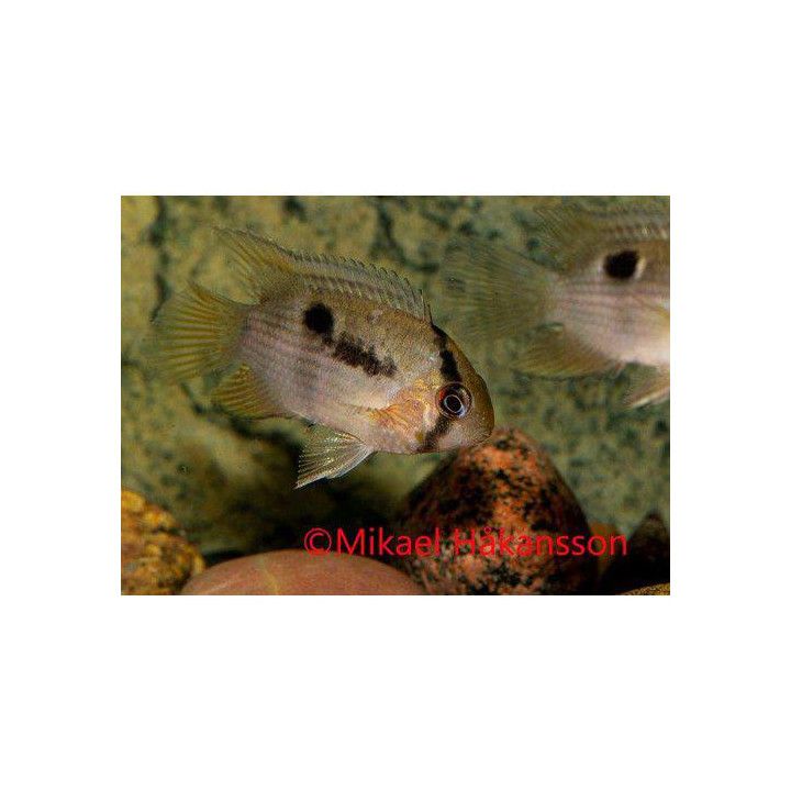 Avainkirjoahven 3-4 cm Cleithracara maronii