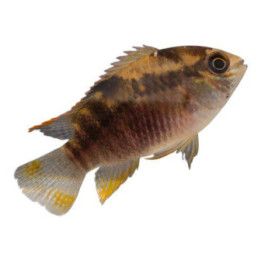 Keltahuulinen ciklidi luonnonvarainen 7-9 cm -