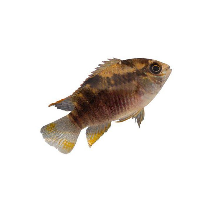 Laetacara thayeri, wild 7-9 cm