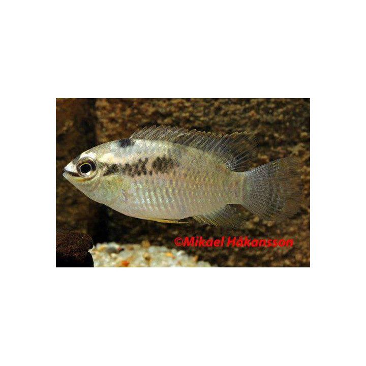 Laetacara thayeri, wild 5-7 cm