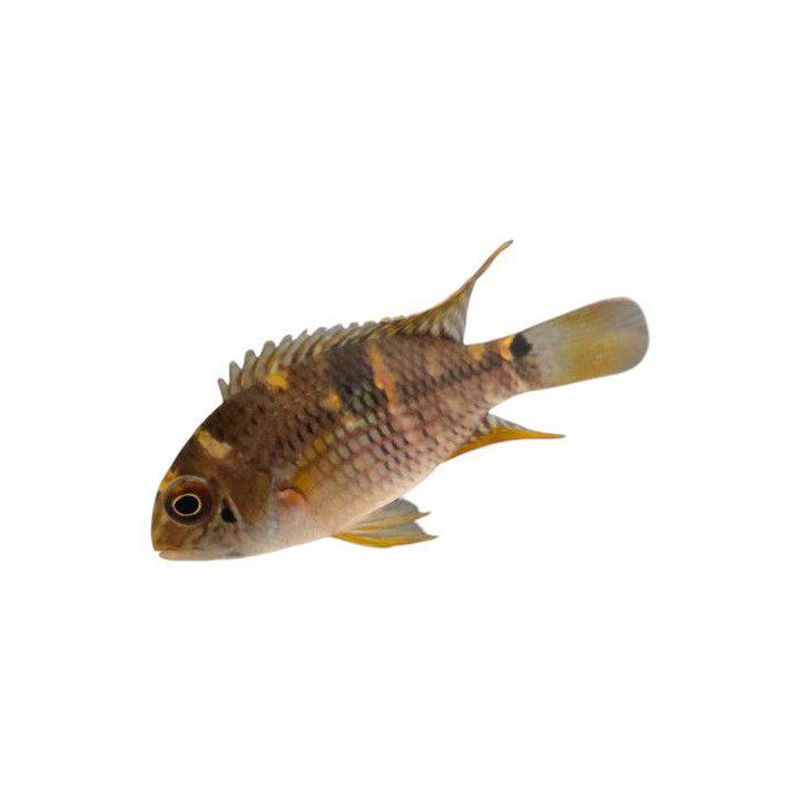 Kuviokirjoahven Aequidens diadema luonnonvarainen 6-8 cm