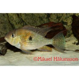 Rihmakirjoahven, luonnonvarainen 3-5 cm -
