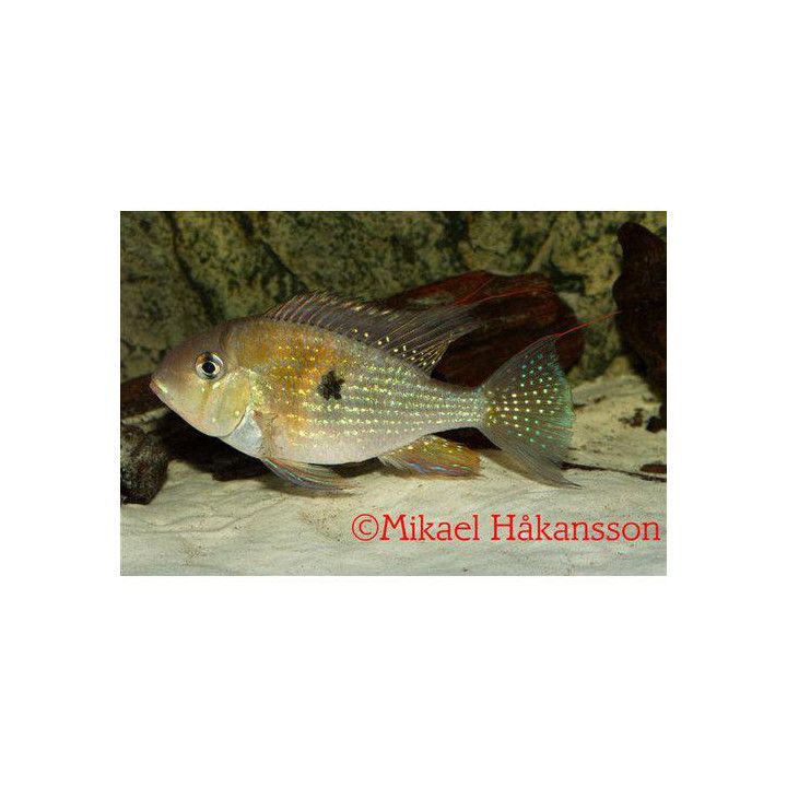 Rihmakirjoahven, luonnonvarainen 3-5 cm -