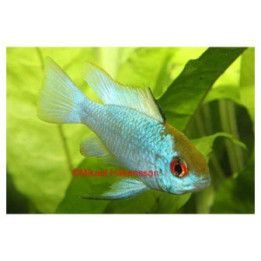 Perhoskirjoahven electric blue 3-4 cm -