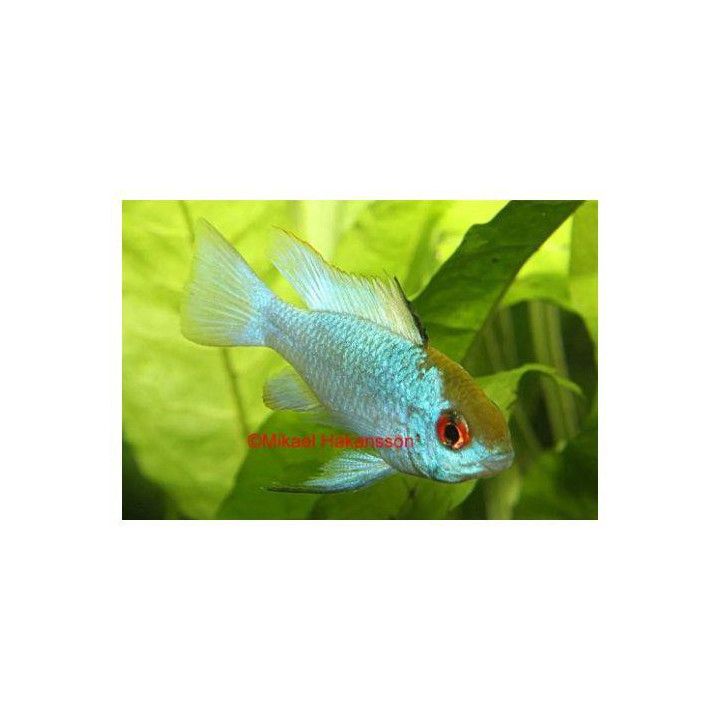 Perhoskirjoahven electric blue 3-4 cm -