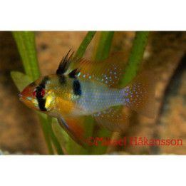 Mikrogeophagus ramirezi blue 3,5-4 cm