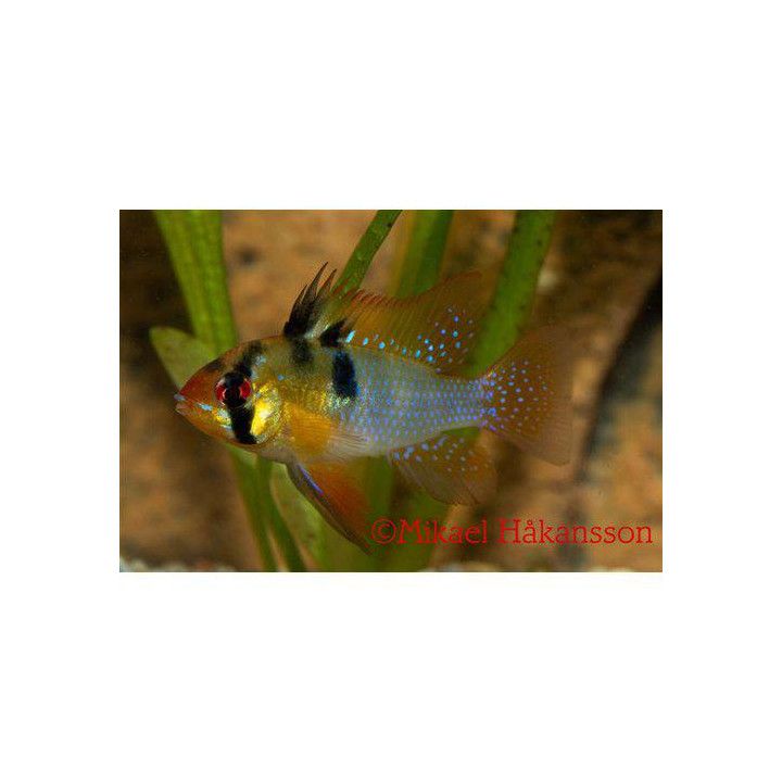 Fjärilsciklid Blå 3,5-4CM Mikrogeophagus ramirezi