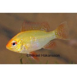 Perhoskirjoahven keltainen 4-5 cm Mikrogeophagus ramirezi