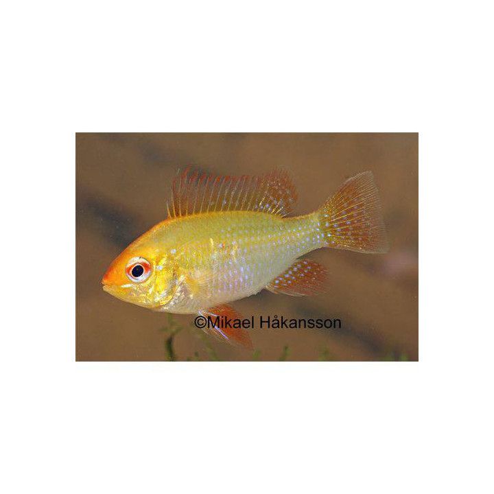 Perhoskirjoahven keltainen 4-5 cm Mikrogeophagus ramirezi