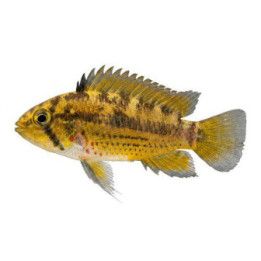 Töyhtökääpiöahven luonnonvarainen 3-5 cm -
