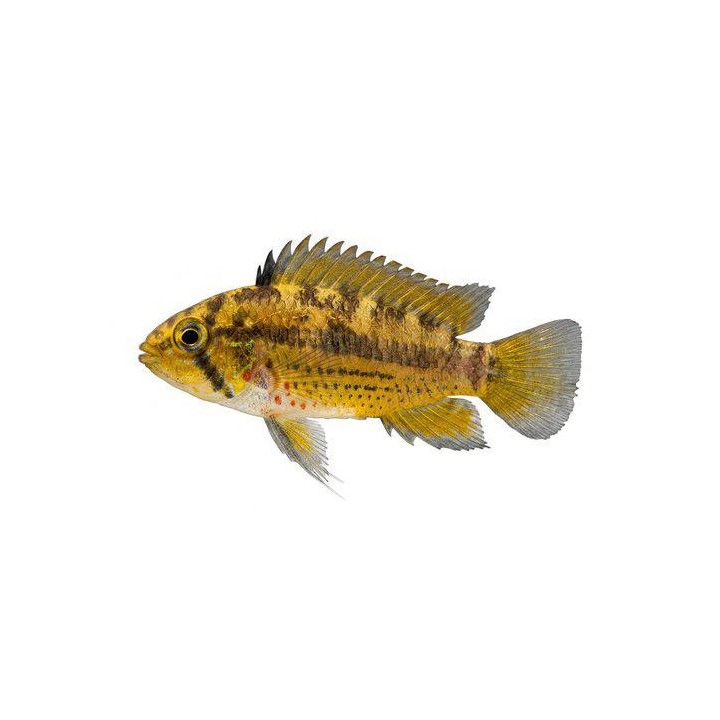 Töyhtökääpiöahven luonnonvarainen 3-5 cm -
