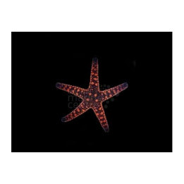 Fromia elegans - Biscuit Starfish - Melanesia