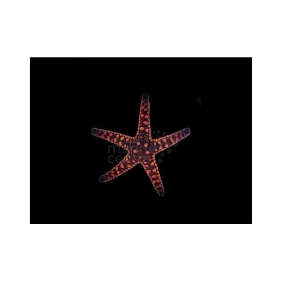 Fromia elegans - Biscuit Starfish - Melanesia