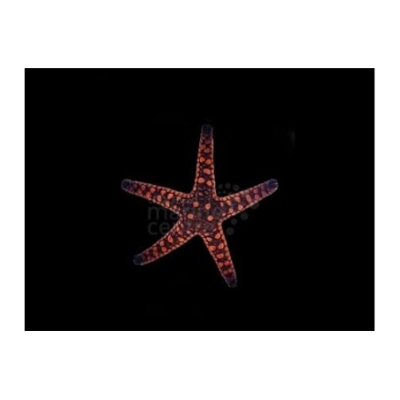 Fromia elegans - Biscuit Starfish - Melanesia