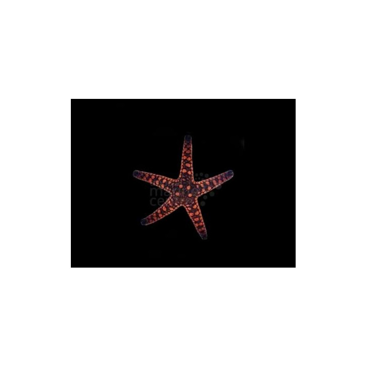 Fromia elegans - Biscuit Starfish - Melanesia