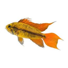 Kakaduaciklid Orange 2.5-4CM Apistogramma cacatuoides