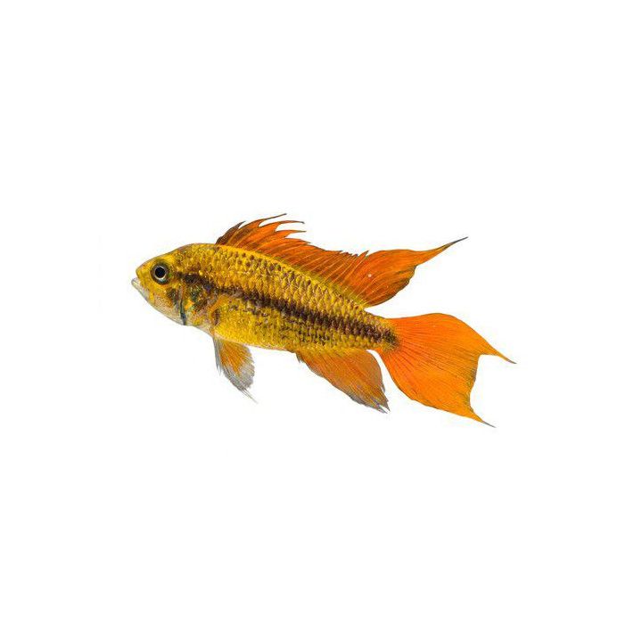 Kakaduaciklid Orange 2.5-4CM Apistogramma cacatuoides