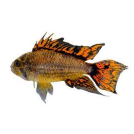Töyhtökääpiöahven punainen 2,5-4 cm -