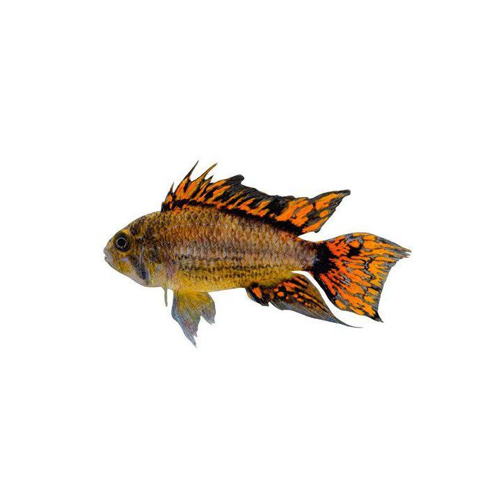Töyhtökääpiöahven punainen 2,5-4 cm -