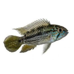 Apistogramma trifasciata, 2,5-4 cm