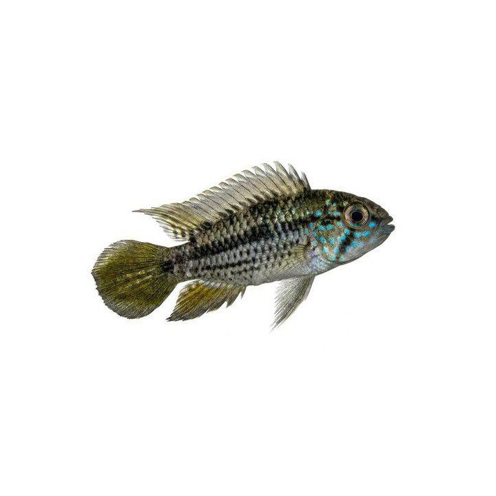 Apistogramma trifasciata, 2,5-4 cm