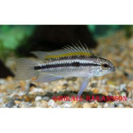 Korukääpiöahven, Apistogramma bitaeniata, luonnonvarainen -