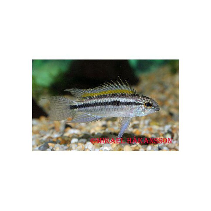 Korukääpiöahven, Apistogramma bitaeniata, luonnonvarainen -