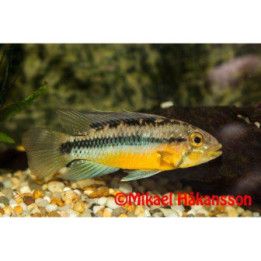 Aurinkokääpiöahven, Apistogramma atahualpa, luonnonvarainen 3-4 cm -