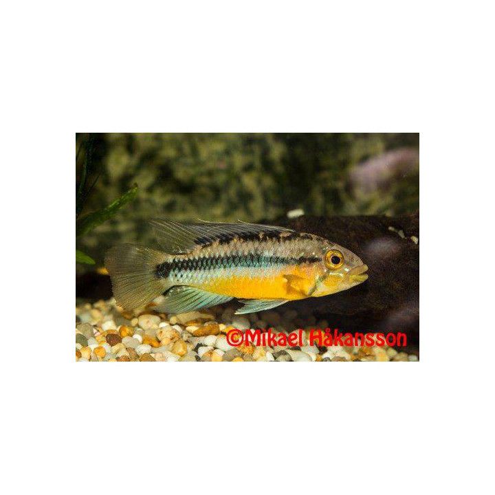 Aurinkokääpiöahven, Apistogramma atahualpa, luonnonvarainen 3-4 cm -