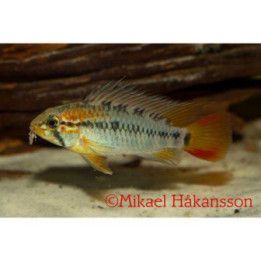 Apistogramma macmasteri 3-4 cm