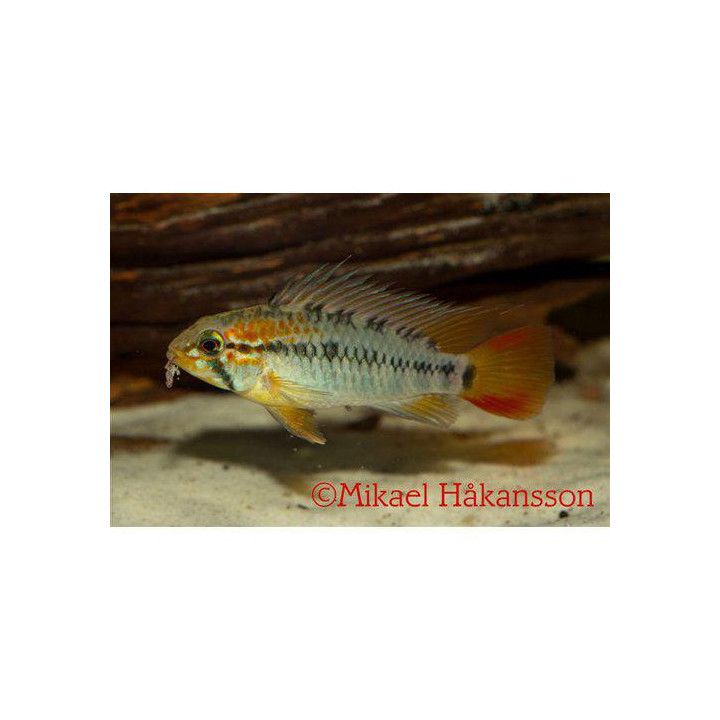 Rödstjärtad Dvärgciklid 3-4CM Apistogramma macmasteri