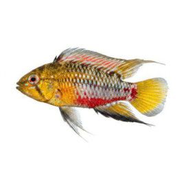 Tulikääpiöahven 3-4 cm -