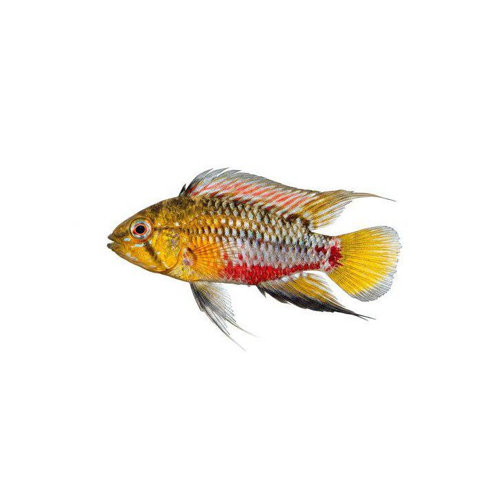 Tulikääpiöahven 3-4 cm -