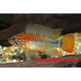 Apistogramma viejita, 3-4 cm
