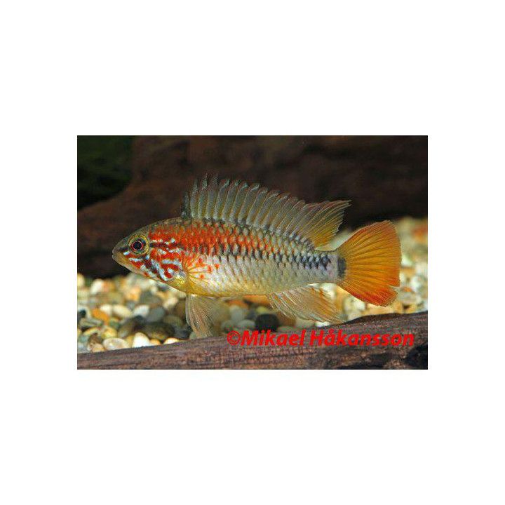 Apistogramma viejita, 3-4 cm