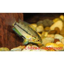 Apistogrammoides pucallpaensis, luonnonvarainen 2-3 cm -