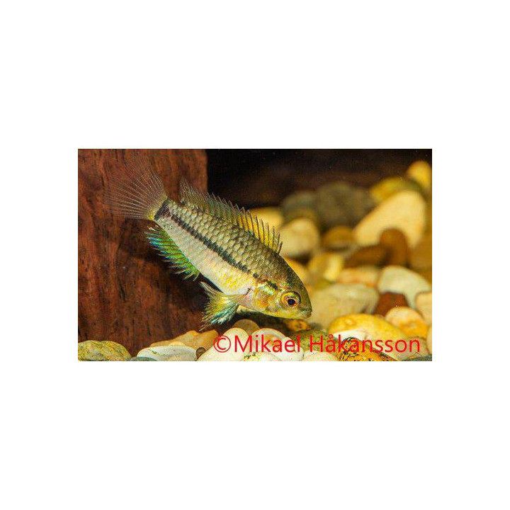 Apistogrammoides pucallpaensis, luonnonvarainen 2-3 cm -
