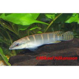 Crenicichla compressiceps, luonnonvarainen 6-8 cm -