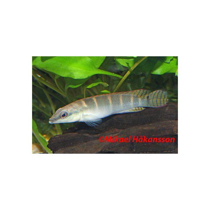 Crenicichla compressiceps, luonnonvarainen 6-8 cm -