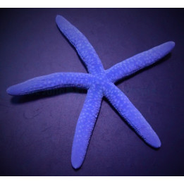 Linckia laevigata – Blue Finger Starfish | Näyttävä reef safe -meritähti