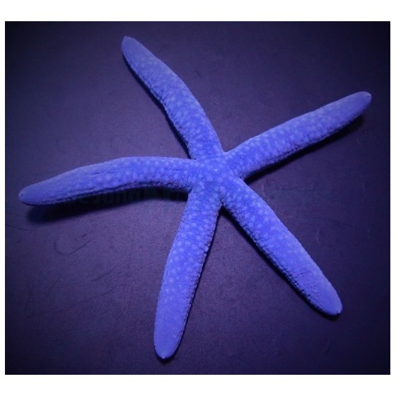 Linckia laevigata - Blue Finger Starfish - Melanesia