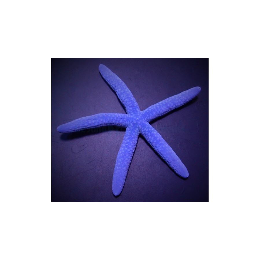 Linckia laevigata – Blue Finger Starfish | Näyttävä reef safe -meritähti