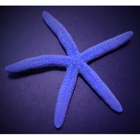 Linckia laevigata - Blue Finger Starfish